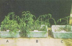 トマトの青枯病の抑制試験