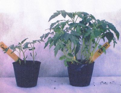 MS-01菌成長促進効果